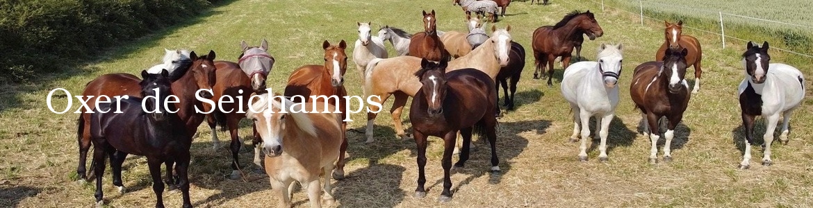 Oxer de Seichamps